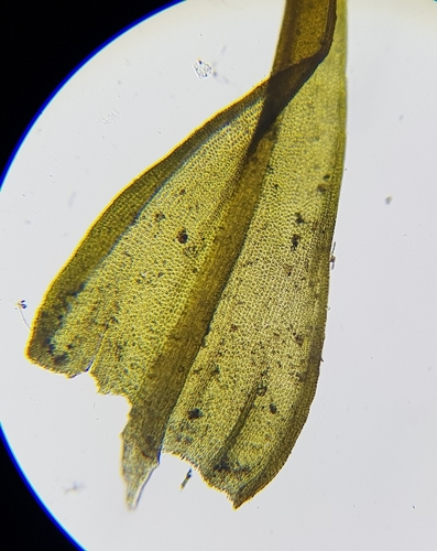 Image of Geheebia fallax by (c) Helen Waterman, some rights reserved (CC BY)
