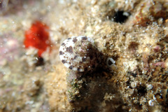 Notogibbula preissiana
