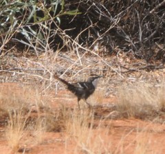 Pomatostomus ruficeps