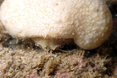 Stimdromia lateralis