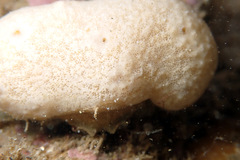 Stimdromia lateralis