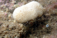 Stimdromia lateralis