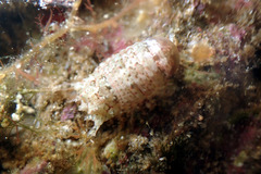 Image of Cilicaea curtispina