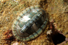 Ischnochiton smaragdinus
