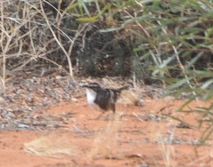 Pomatostomus ruficeps