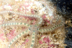 Ophiothrix spongicola