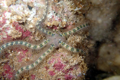 Ophiothrix spongicola