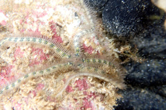 Ophiothrix spongicola