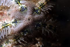 Ophiothrix spongicola