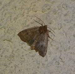 Ipimorpha subtusa