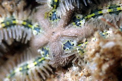 Ophiothrix spongicola