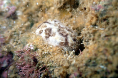 Distaplia