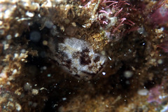Distaplia