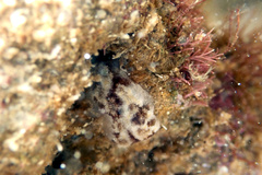Distaplia