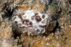 Distaplia