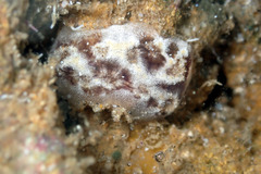 Distaplia