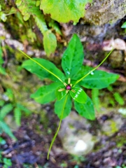 Paris polyphylla stenophylla