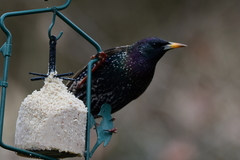 Sturnus vulgaris