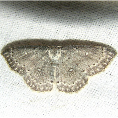 Cyclophora pendulinaria