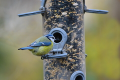 Cyanistes caeruleus