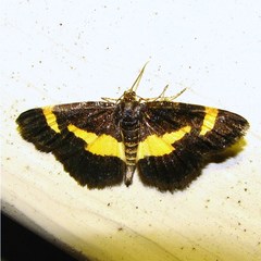 Heliomata infulata