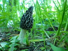 Morchella americana