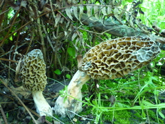 Morchella americana