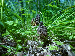 Morchella americana