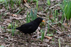Turdus merula