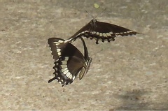 Papilio fuscus canopus