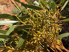 Eucalyptus oleosa