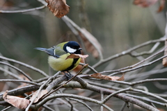 Parus major
