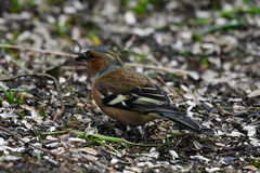Fringilla coelebs