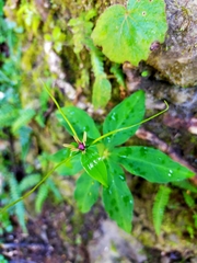 Paris polyphylla stenophylla