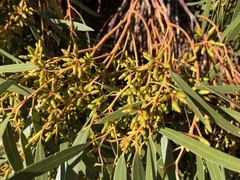 Eucalyptus oleosa