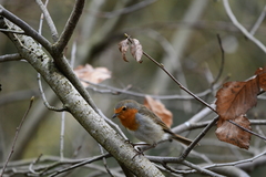 Erithacus rubecula
