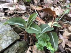 Zeuxine integrilabella