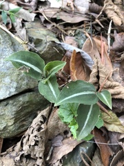 Zeuxine integrilabella