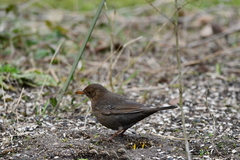 Turdus merula