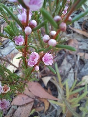 Hypocalymma strictum