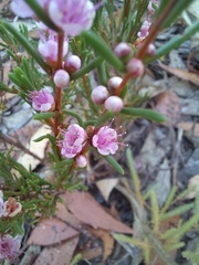Hypocalymma strictum