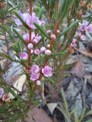 Hypocalymma strictum