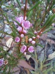 Hypocalymma strictum