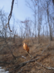 Carpinus cordata