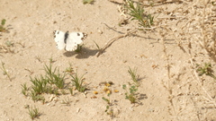 Pontia glauconome