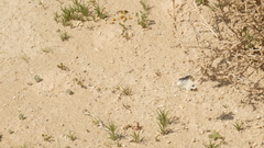 Pontia glauconome