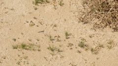 Pontia glauconome