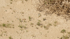Pontia glauconome