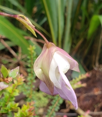 Utricularia unifolia