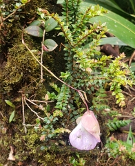 Utricularia unifolia